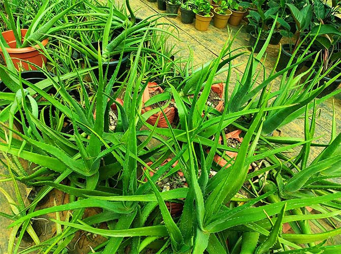 Aloe Vera Medicinal Plant
